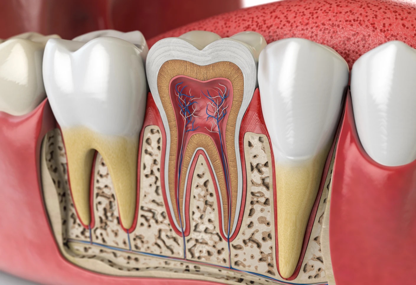 Illustration de l'anatomie d'une dent